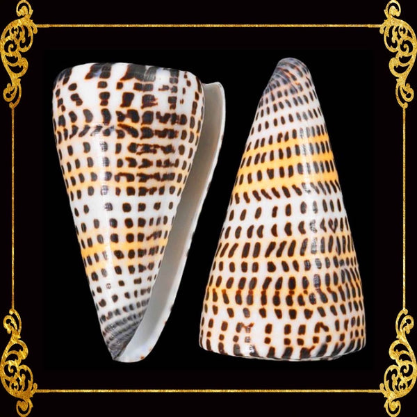 Conus Litteratus | Lettered Cone | 2- 4 Inches