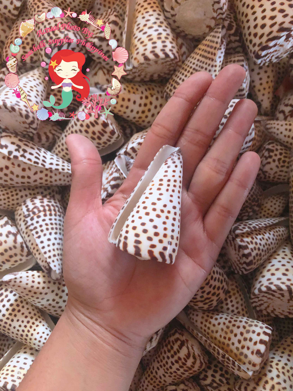 Conus Litteratus | Lettered Cone | 2 - 2.9 Inches