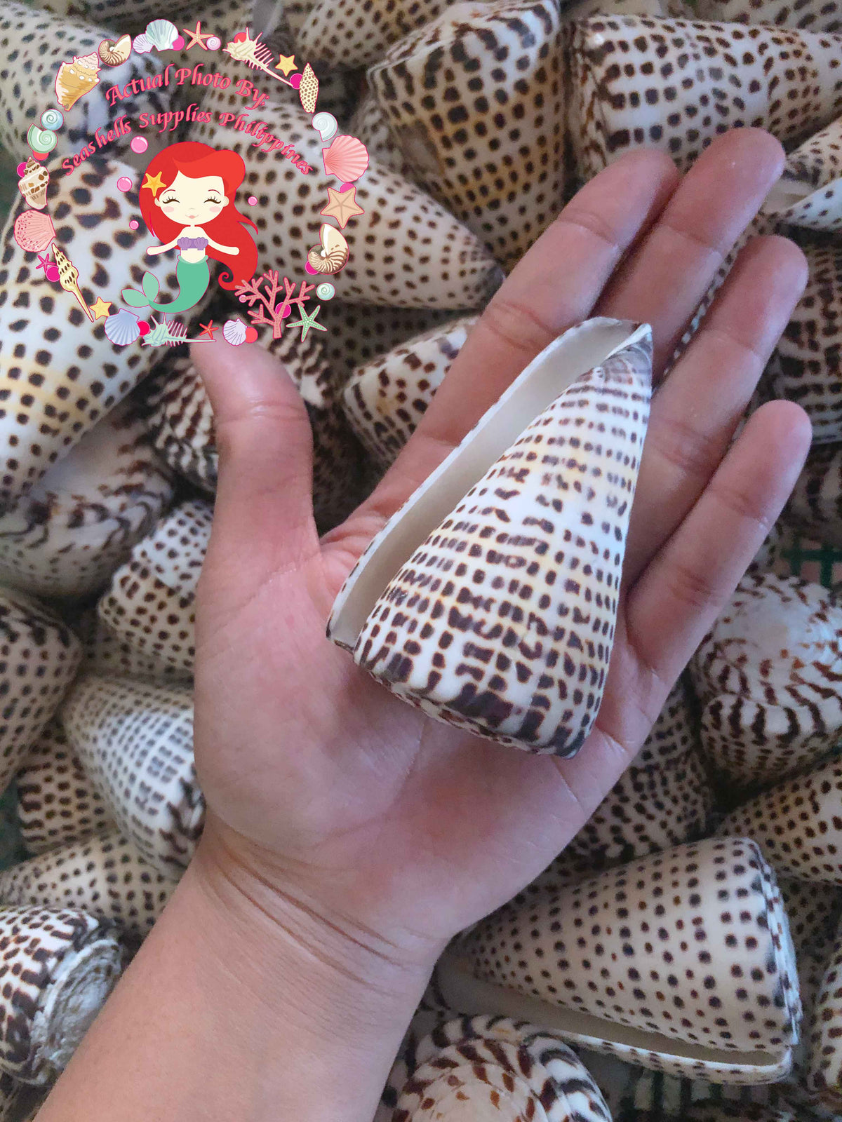 Conus Litteratus | Lettered Cone | 2- 4 Inches