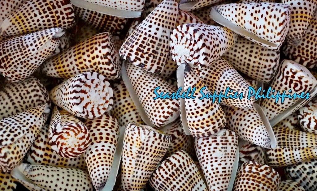 Conus Litteratus | Lettered Cone | 2- 4 Inches