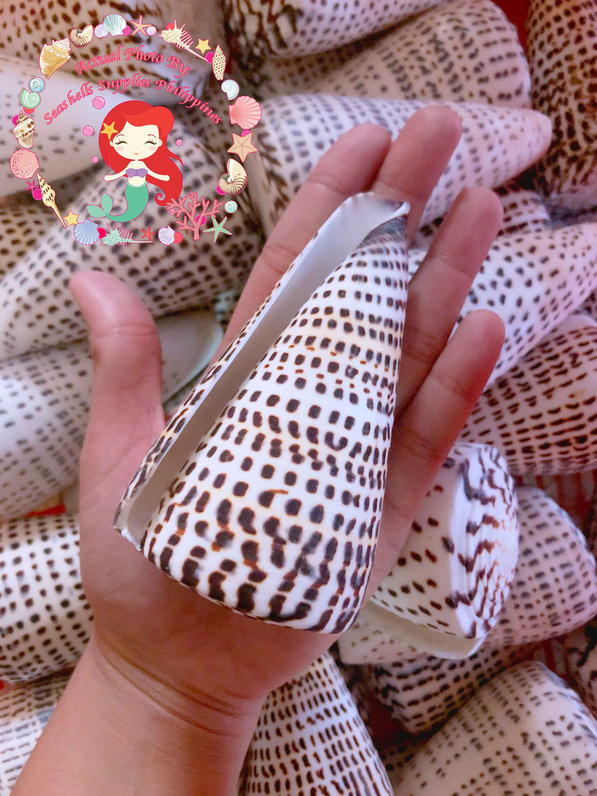 Conus Litteratus | Lettered Cone | 2- 4 Inches