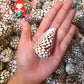 Conus Marmoreous | Marbled Cone | 2 - 3.5 Inches
