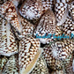 Conus Marmoreous | Marbled Cone | 2 - 3.5 Inches