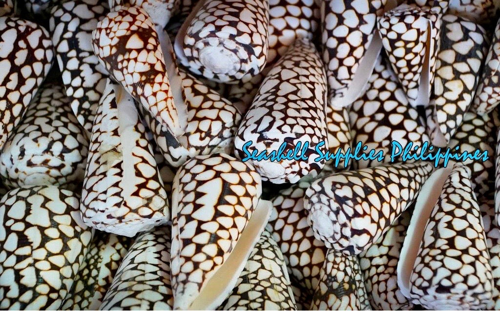Conus Marmoreous | Marbled Cone | 2 - 3.5 Inches