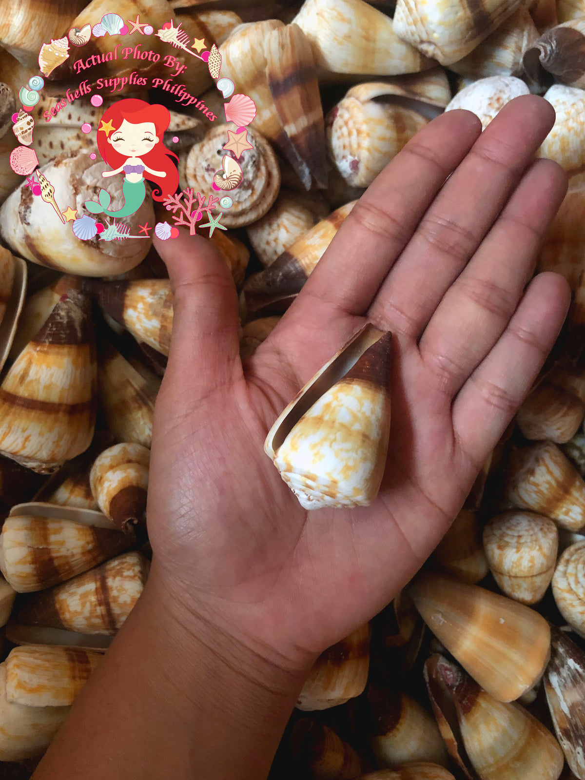 Conus Miles | Soldier Cone | 1.5 - 3 Inches