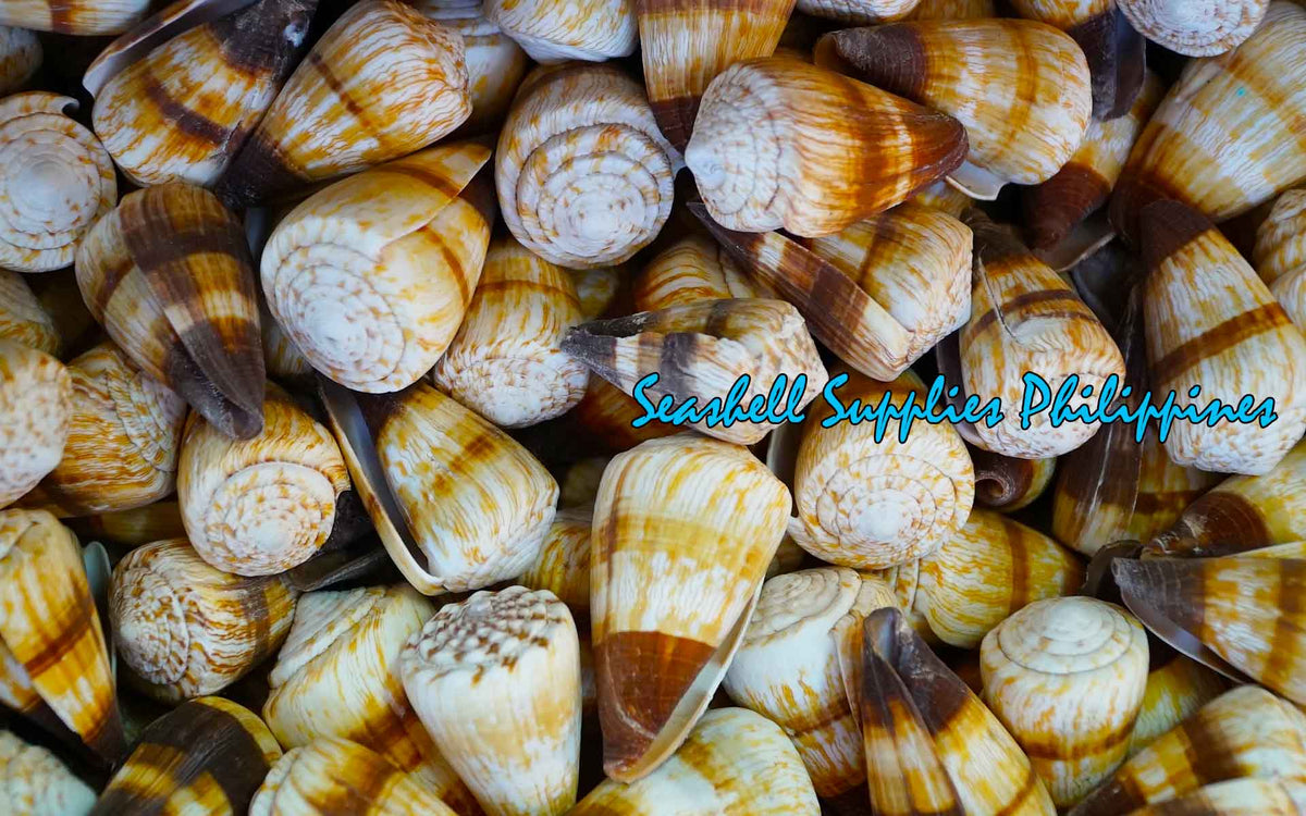 Conus Miles | Soldier Cone | 1.5 - 3 Inches