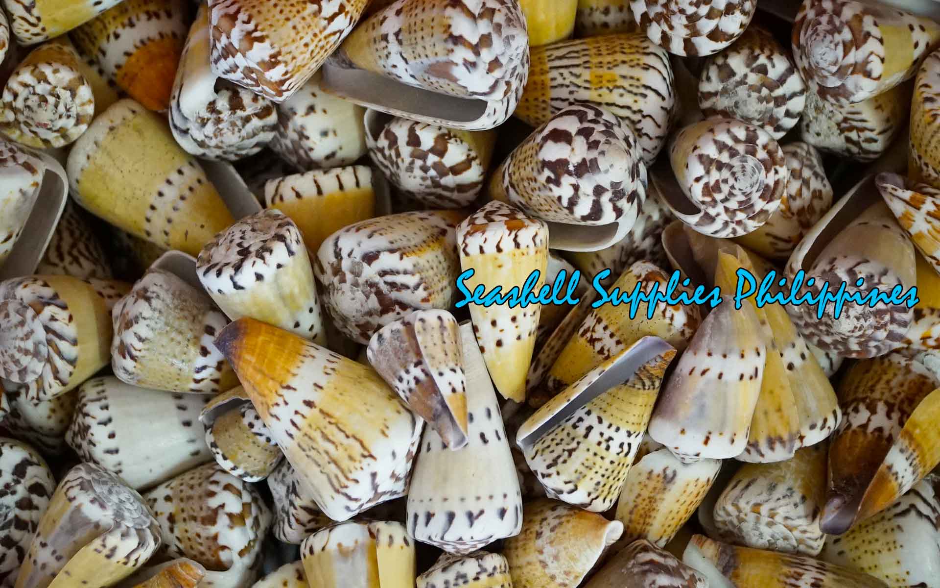 Conus Mustelinus | Weasel Cone | Capitaneous | 1 - 3 Inches