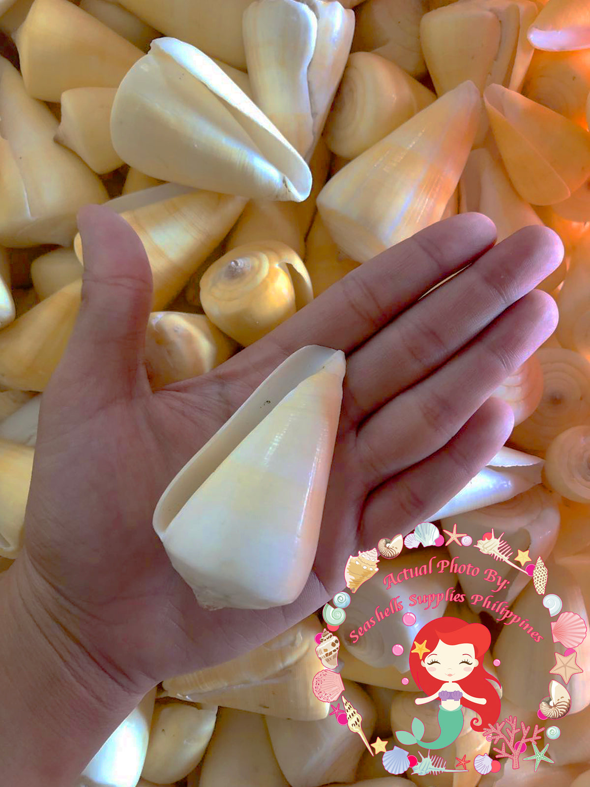 Conus Quercineous | The Yellow Cone | 1 - 3 Inches