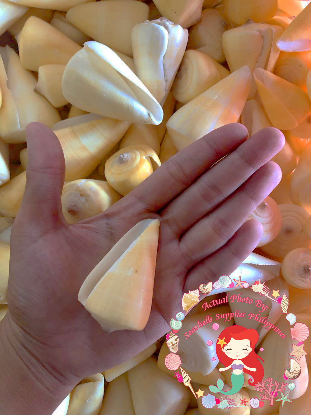 Conus Quercineous | The Yellow Cone | 1 - 3 Inches