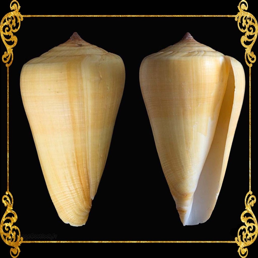 Conus Quercineous | The Yellow Cone | 1 - 3 Inches