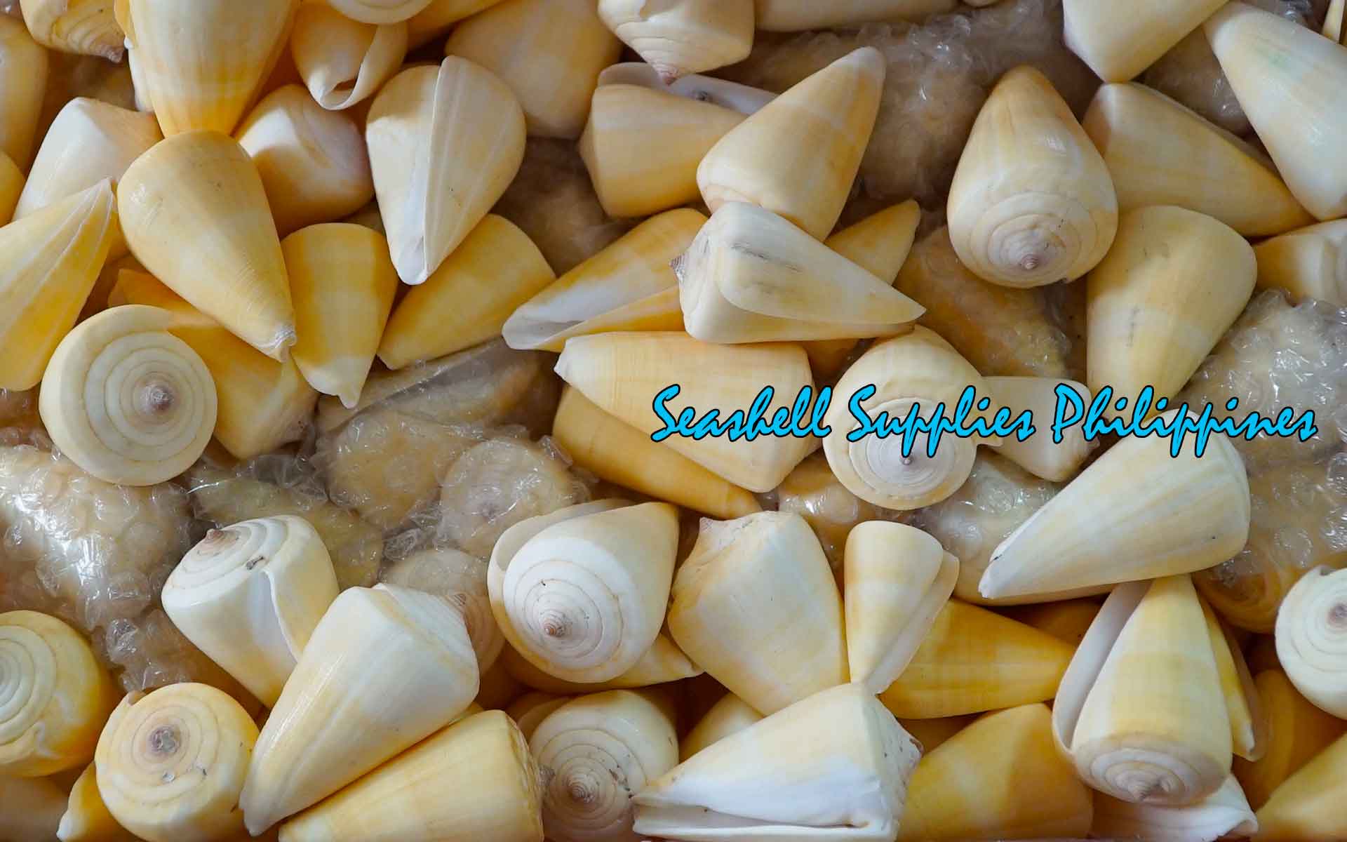 Conus Quercineous | The Yellow Cone | 1 - 3 Inches