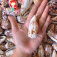 Conus Striatus | Striated Cone | 2.5 - 4 Inches