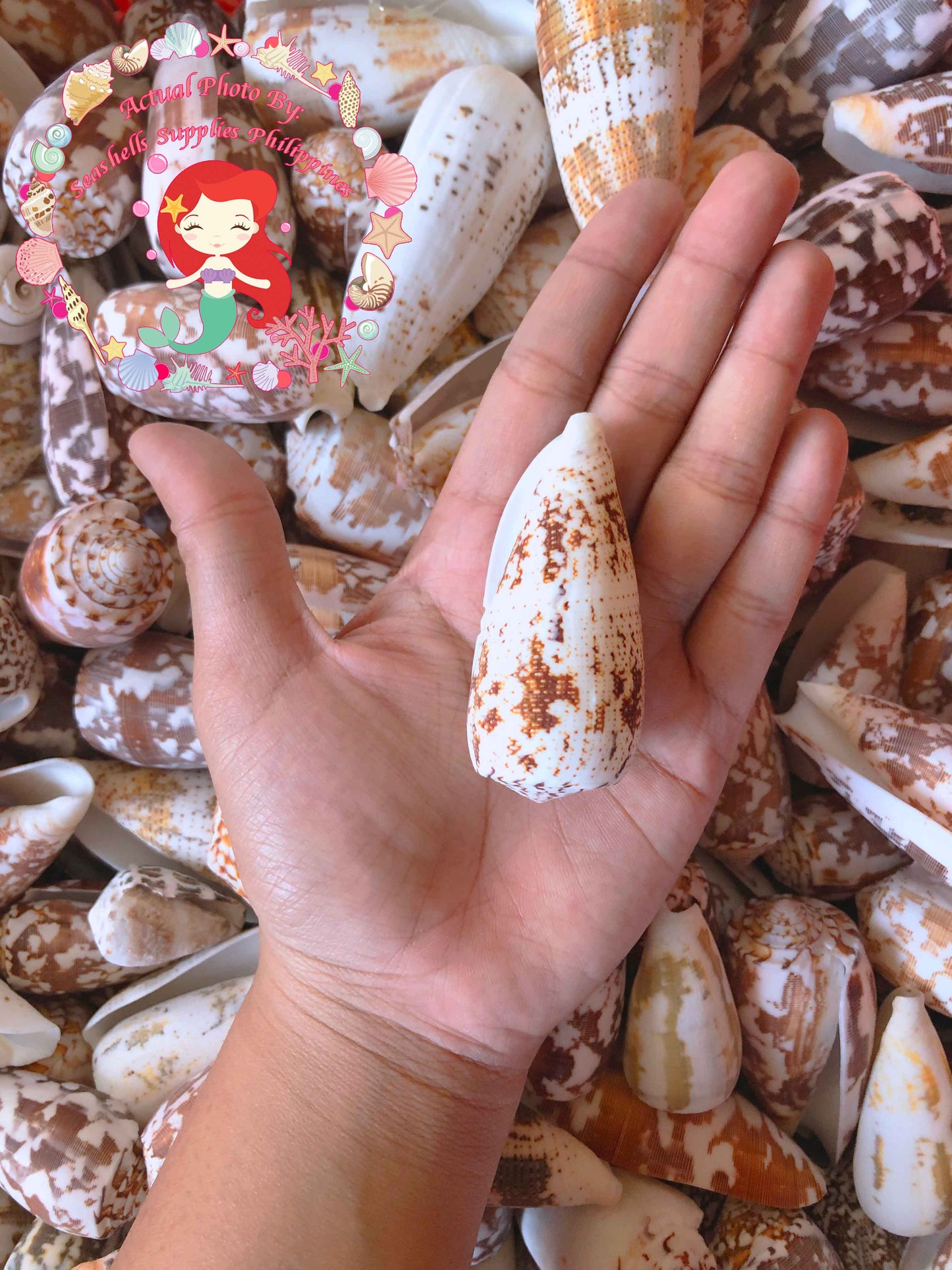 Conus Striatus | Striated Cone | 2.5 - 4 Inches