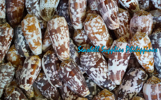 Conus Striatus | Striated Cone | 1 - 4.9 Inches