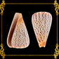 Conus Surat | Conus Suratensis | 3 - 4 Inches