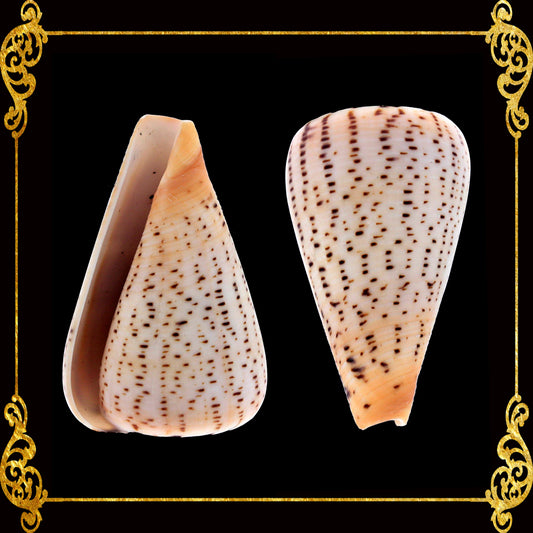 Conus Surat | Conus Suratensis | 2 - 3 Inches