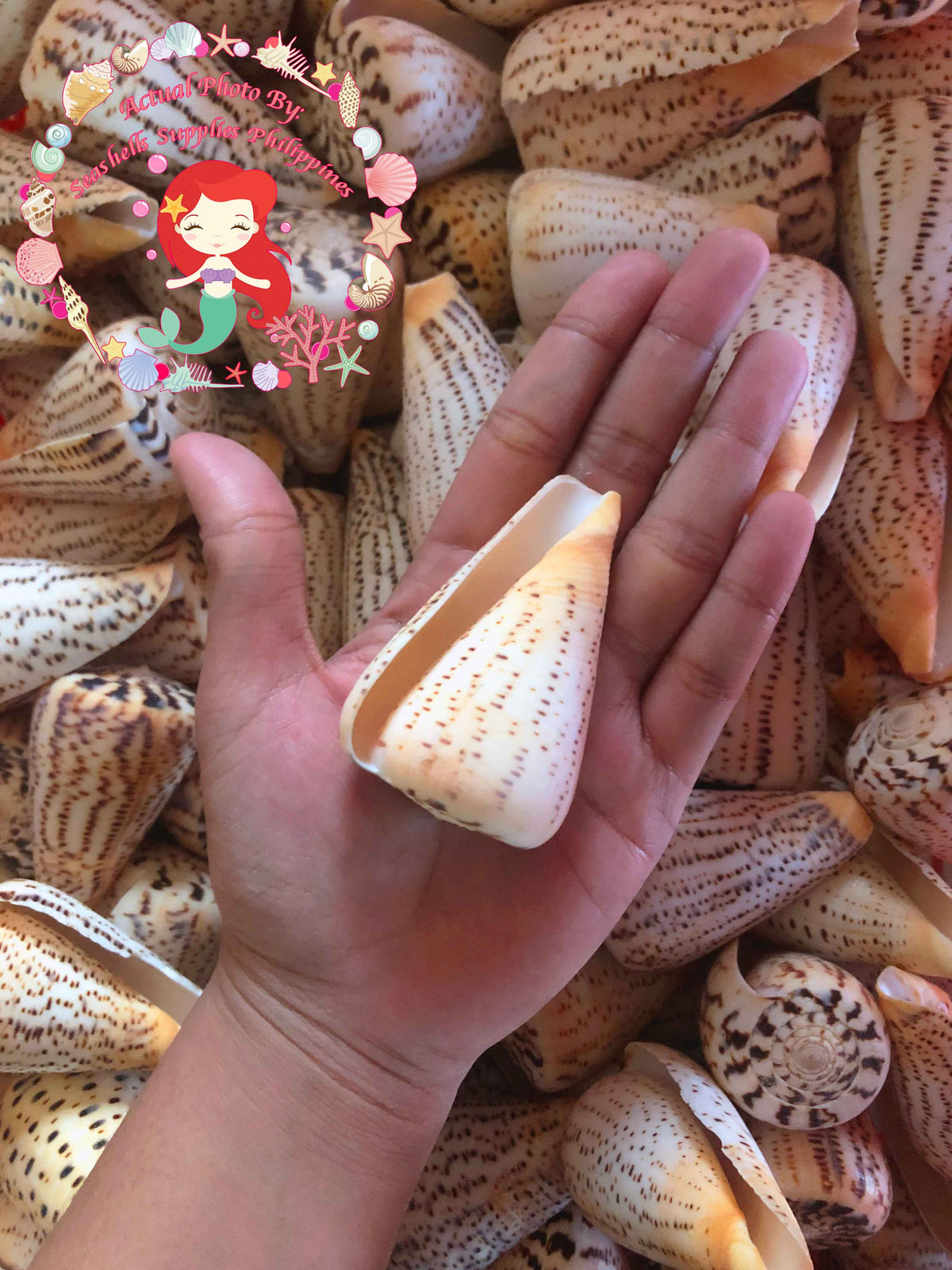 Conus Surat | Conus Suratensis | 1 - 4 Inches