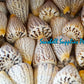 Conus Surat | Conus Suratensis | 3 - 4 Inches