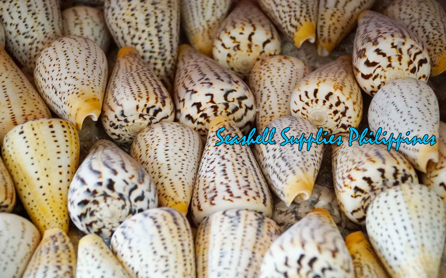 Conus Surat | Conus Suratensis | 3 - 4 Inches