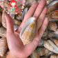 Conus Textile | Textile Cone | 3 - 3.5 Inches