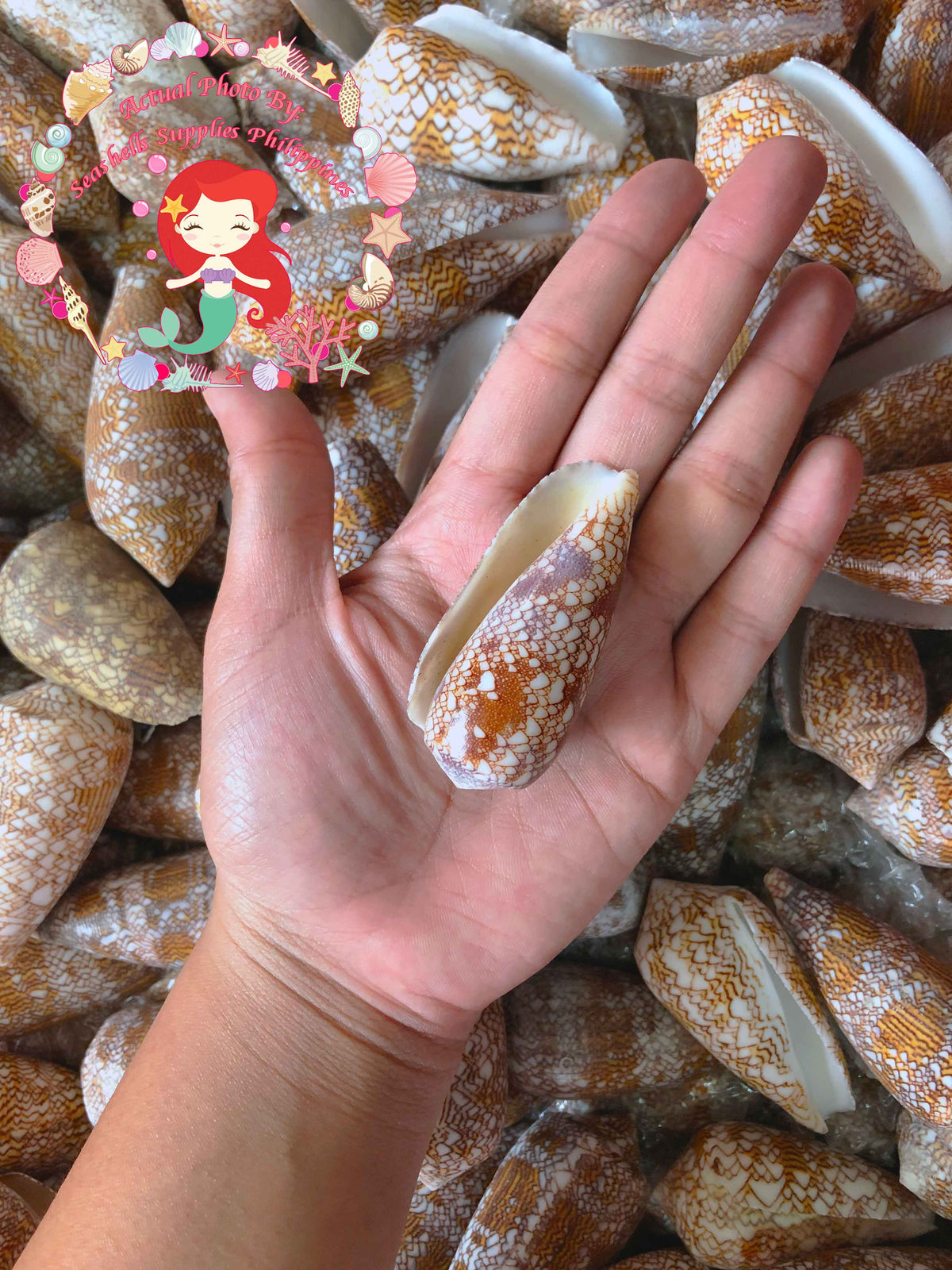 Conus Textile| Textile cone | 1 - 3.5 Inches