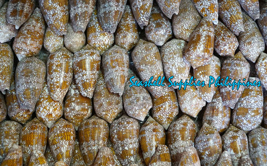 Conus Textile| Textile cone | 1 - 3.5 Inches