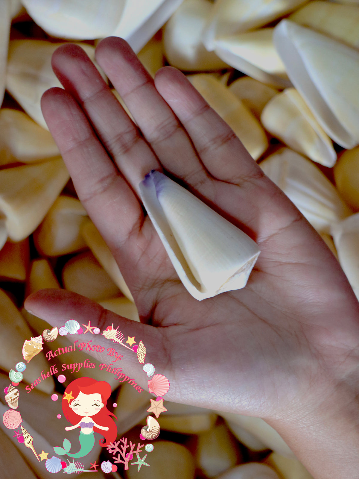 Conus Virgo | Conus Virgiconus | 2 - 2.5 Inches