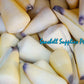 Conus Virgo | Conus Virgiconus | 2 - 2.5 Inches