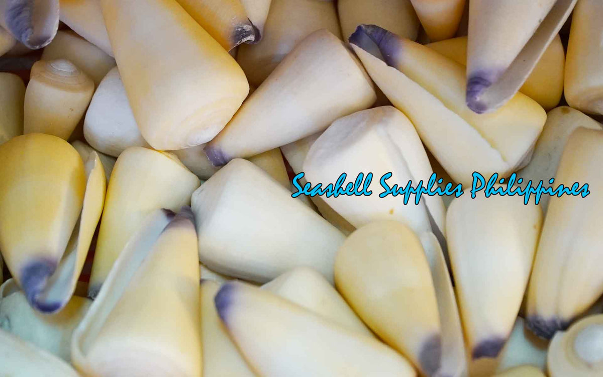 Conus Virgo | Conus Virgiconus | 2 - 2.5 Inches