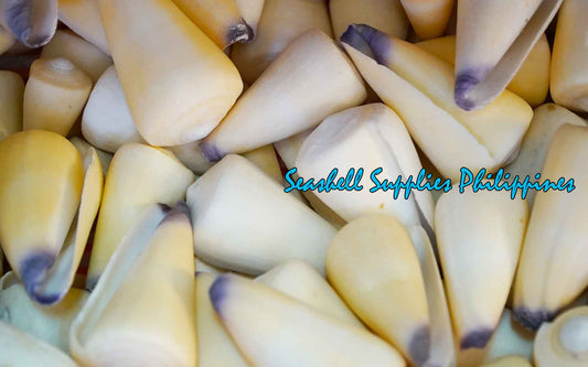 Conus Virgo | Conus Virgiconus | 2 - 2.5 Inches