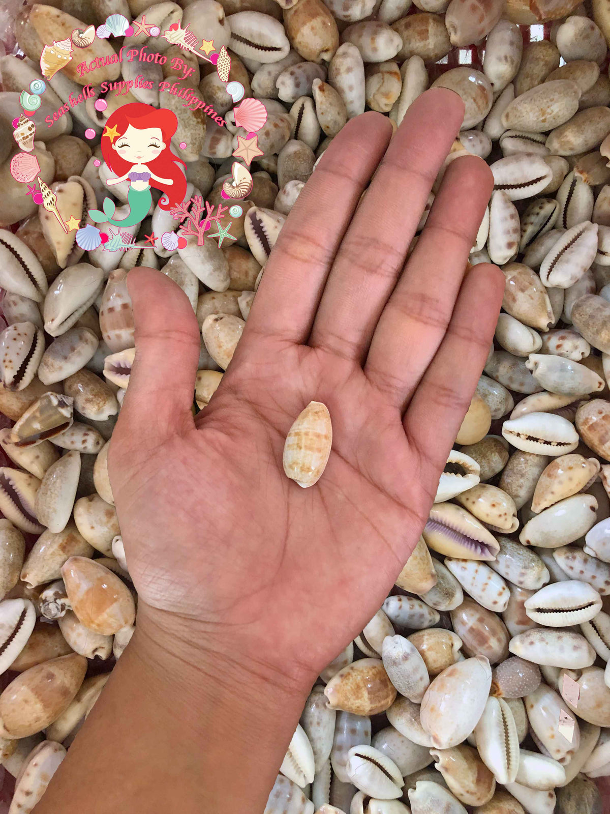 Cypraea Albuginosa | Cypraea Albuginosa | 1 - 1.5 cm