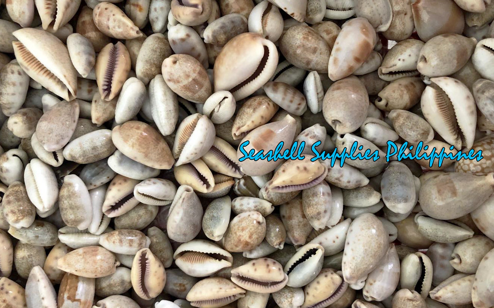 Cypraea Albuginosa | Cypraea Albuginosa | 1 - 1.5 cm