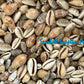 Cyprea Albuginosa | Walker's Cowrie | Samar | 1.6 - 3 Inches