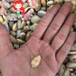 Cyprea Albuginosa | Walker's Cowrie | Samar | 1.6 - 3 Inches
