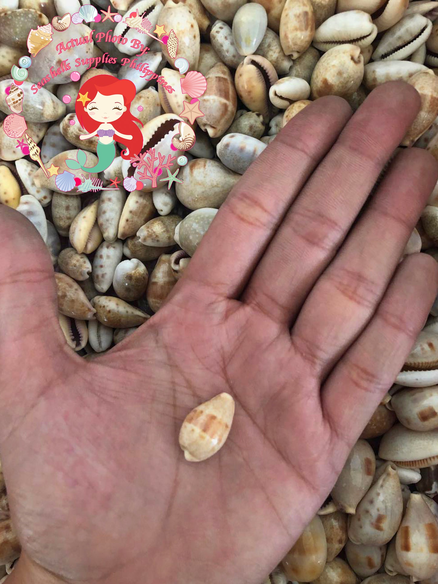 Cyprea Albuginosa | Walker's Cowrie | Samar | 1.6 - 3 Inches