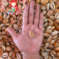 Cyprea Carneola | Carnelian Cowrie | 0.5 - 1.5 Inches