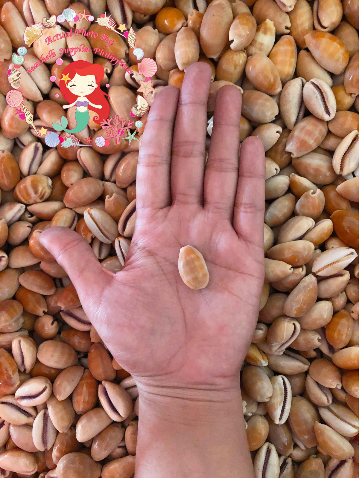 Cyprea Carneola | Carnelian Cowrie | 0.5 - 1.5 Inches