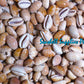 Cyprea Carneola | Carnelian Cowrie | 0.5 - 1.5 Inches