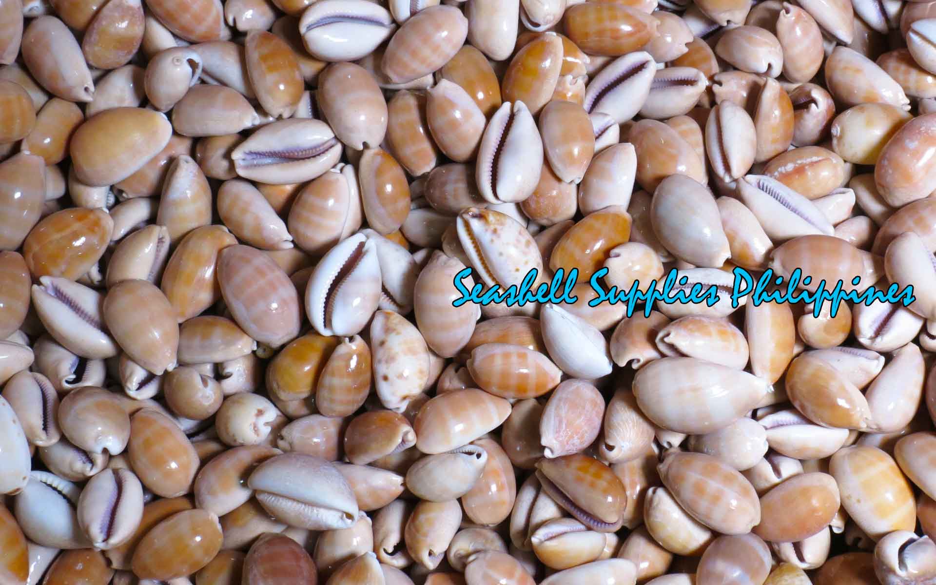 Cyprea Carneola | Carnelian Cowrie | 0.5 - 1.5 Inches