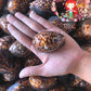 Cyprea Mauritiana | Humpback Cowrie | 2 - 4 Inches
