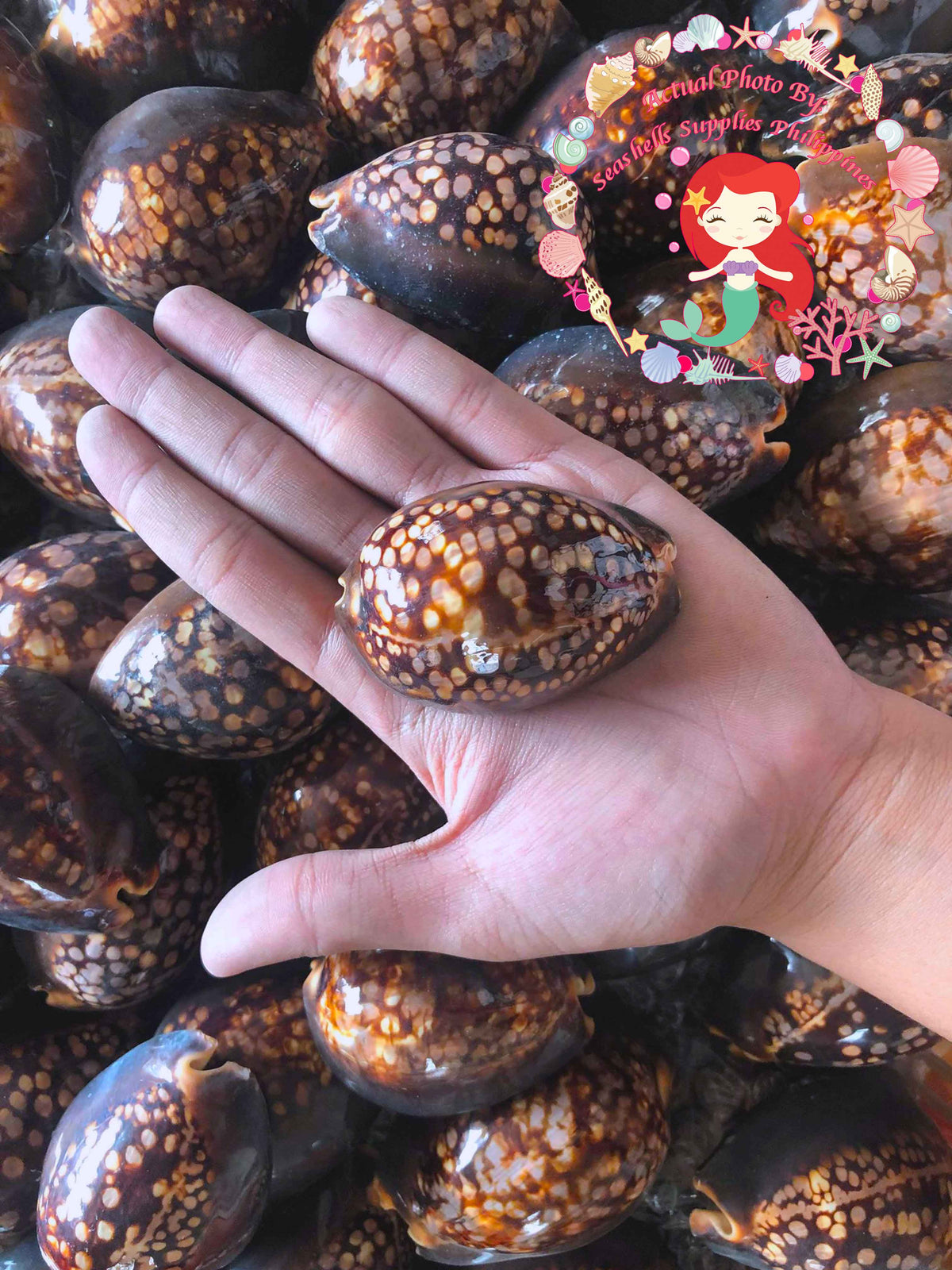 Cyprea Mauritiana | Humpback Cowrie | 1- 4 Inches