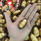 Cyprea Talpa | Mole Cowrie | 1 - 3 Inches