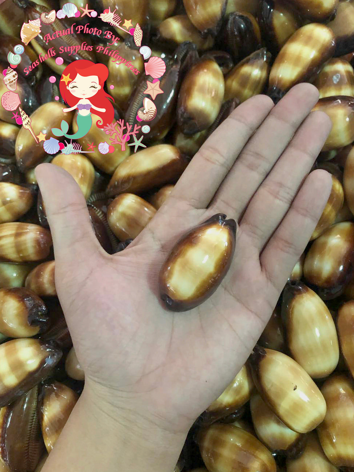 Cyprea Talpa | Mole Cowrie | 1 - 3 Inches