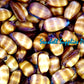 Cyprea Talpa | Mole Cowrie | 1 - 3 Inches