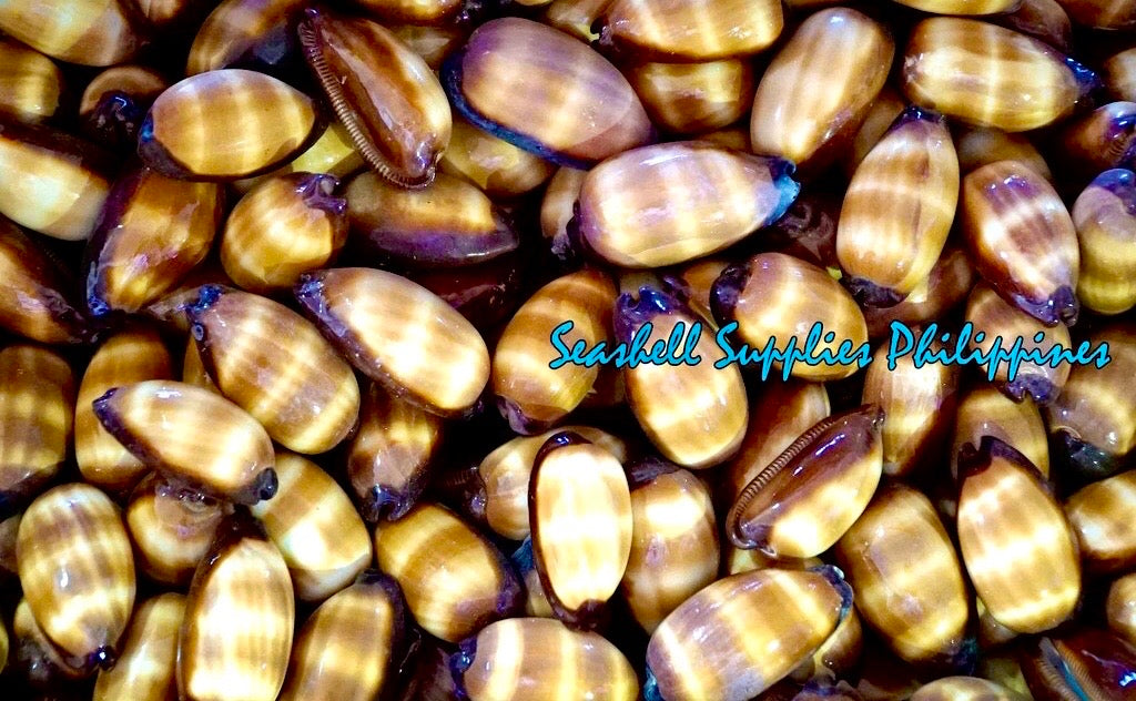 Cyprea Talpa | Mole Cowrie | 1 - 3 Inches