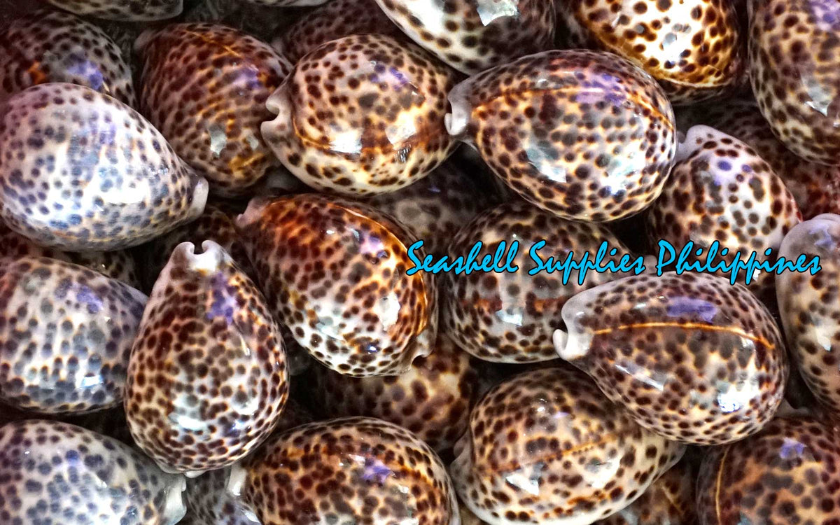 Cyprea Tiger | Cyprea Caputserpentes | 1 - 3 Inches