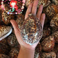 Cyprea Tiger | Cyprea Caputserpentes | 1 - 2 Inches