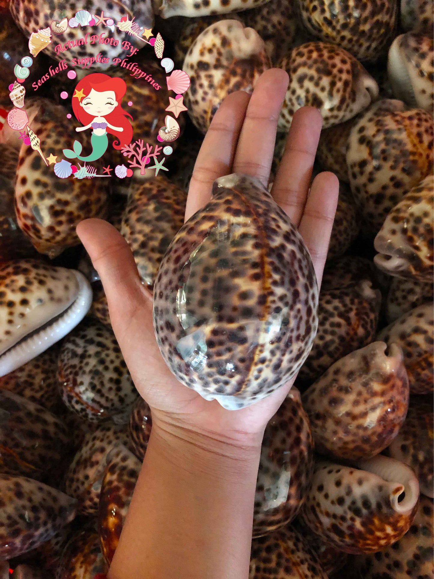 Cyprea Tiger | Cyprea Caputserpentes | 1 - 2 Inches