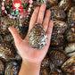 Cyprea Tiger | Cyprea Caputserpentes | 1 - 2 Inches