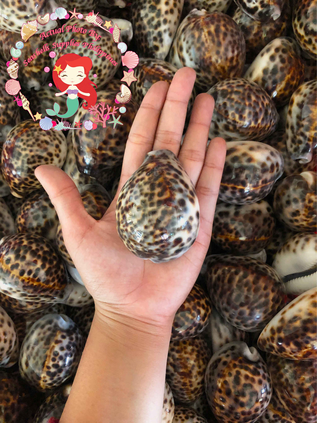 Cyprea Tiger | Cyprea Caputserpentes | 3.1 - 4 Inches